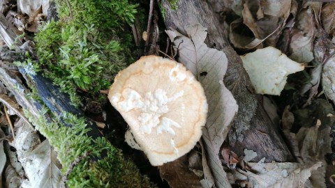 Polyporus tuberaster