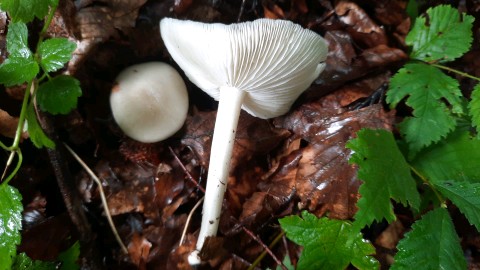 Megacollybia platyphylla