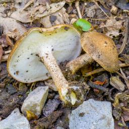 Lentinus substrictus