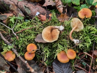 Gymnopilus penetrans