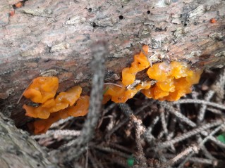 Dacrymyces chrysospermus