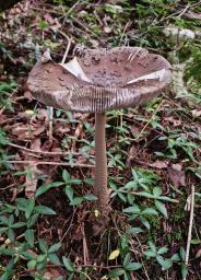 Amanita ceciliae