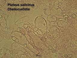 Pluteus salicinus