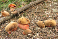 Neoboletus luridiformis