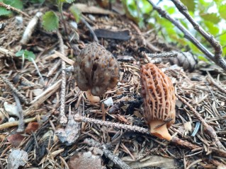 Morchella conica