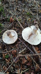 Russula densifolia