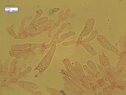 Galerina graminea