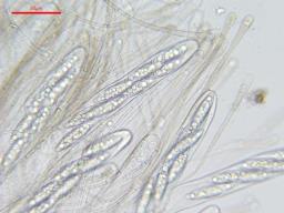 Pindara terrestris