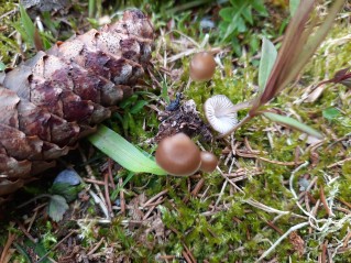 Mycena plumipes