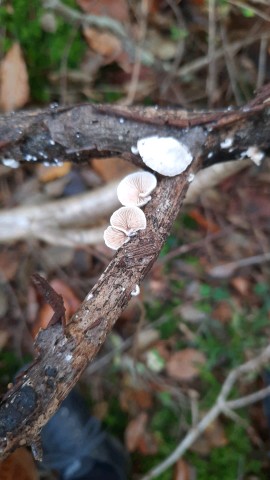 Crepidotus cesatii