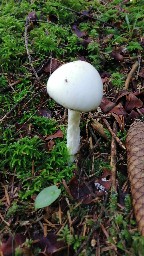 Amanita virosa