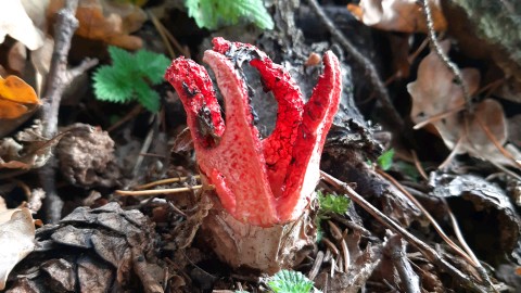 Clathrus archeri