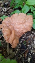 Gyromitra parma