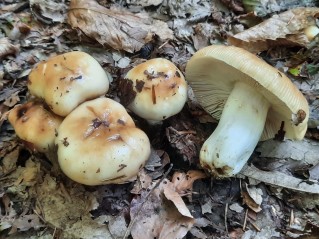 Russula subfoetens