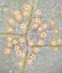 Puccinia poarum