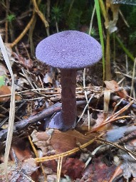 Cortinarius violaceus