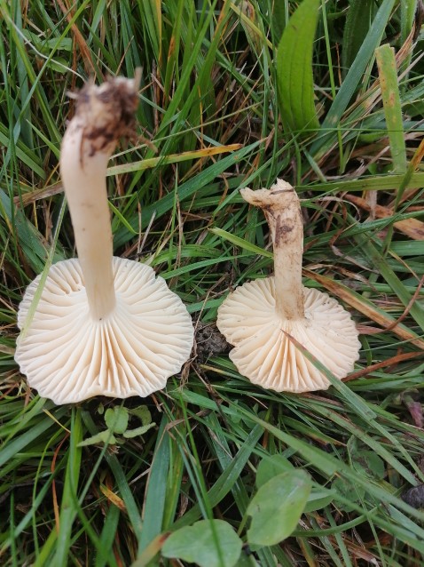 Hygrocybe punicea