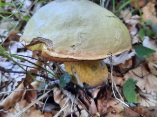 Suillellus luridus