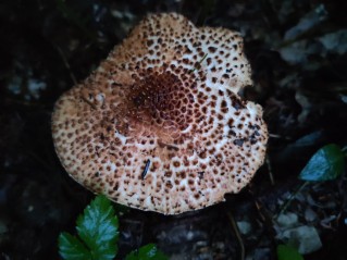 Echinoderma echinaceum