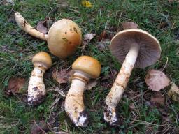 Cortinarius triumphans