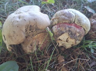 Rubroboletus satanas