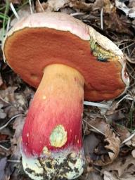 Rubroboletus satanas