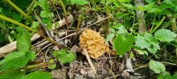 Morchella fluvialis