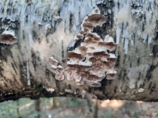 Trichaptum biforme