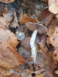 Cortinarius hemitrichus