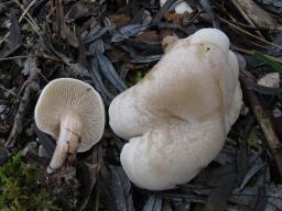 Clitocybe rivulosa