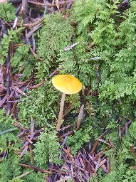 Pluteus leoninus