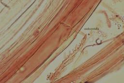 Mycena olivaceomarginata