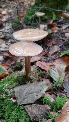 Hymenopellis radicata