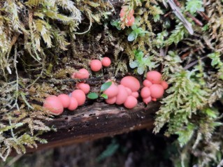 Lycogala epidendrum