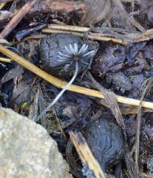 Coprinellus heptemerus
