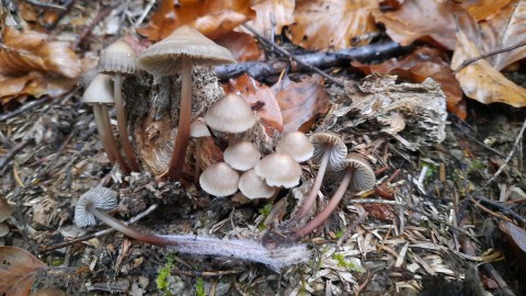 Mycena tintinnabulum