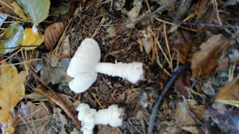 Amanita pantherina