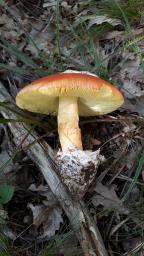 Amanita caesarea