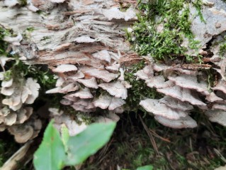 Trichaptum biforme