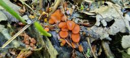Ramsbottomia macrantha