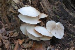 Crepidotus applanatus