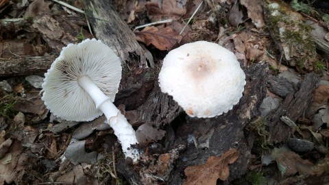 Lepiota ignivolvata