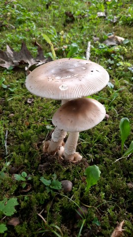 Amanita lividopallescens