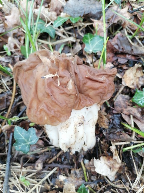 Gyromitra esculenta