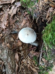 Volvariella murinella