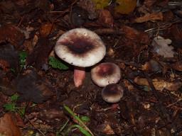 Russula amoena