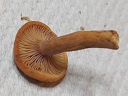 Lactarius camphoratus