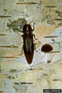 Agrilus anxius