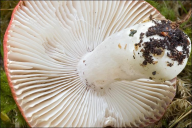 Russula emetica