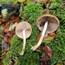 Psathyrella piluliformis